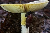 Amanita basii image