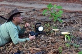 Amanita basii image
