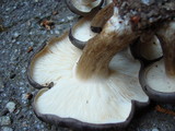 Lyophyllum decastes image