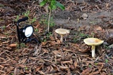 Amanita basii image