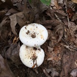 Lactarius piperatus image