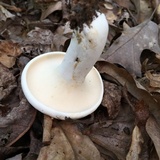 Lactarius piperatus image