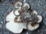 Lyophyllum decastes image