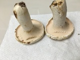 Lactarius piperatus image