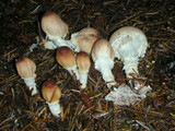 Lepiota magnispora image