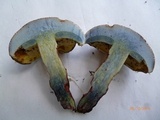 Caloboletus inedulis image