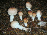 Lepiota magnispora image