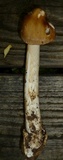 Amanita sect. Vaginatae image