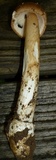 Amanita sect. Vaginatae image