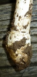 Amanita sect. Vaginatae image