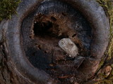 Reticularia lycoperdon image