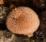 Lycoperdon echinatum image