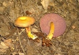 Callistosporium purpureomarginatum image
