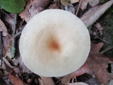 Clitocybe gibba image