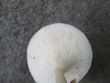 Clitocybe gibba image