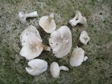 Clitopilus prunulus image