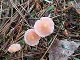 Mycena subincarnata image