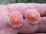 Mycena subincarnata image