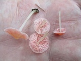 Mycena subincarnata image