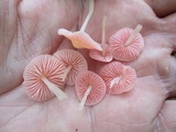 Mycena subincarnata image