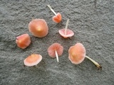 Mycena subincarnata image