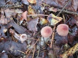 Mycena sanguinolenta image