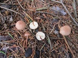 Mycetinis scorodonius image