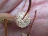 Mycetinis scorodonius image