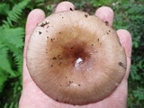 Russula brunneola image