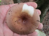 Russula brunneola image