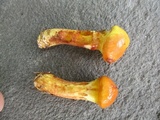 Suillus grevillei image