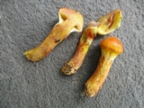 Suillus grevillei image