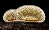Hexagonia hirta image