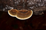 Hexagonia hirta image