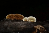 Hexagonia hirta image