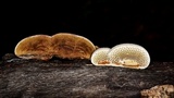 Hexagonia hirta image