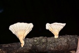 Cymatoderma caperatum image