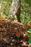 Leccinum manzanitae image