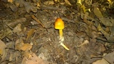 Amanita arkansana image