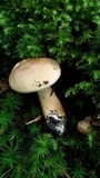 Tylopilus felleus image