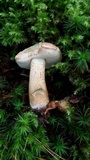 Tylopilus felleus image