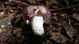 Russula cyanoxantha image