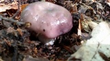 Russula cyanoxantha image