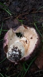 Russula cyanoxantha image