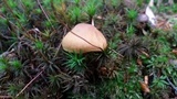 Cortinarius cinnamomeus image