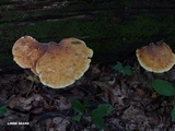 Piptoporus quercinus image