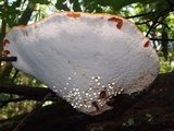 Piptoporus quercinus image