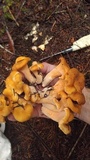 Cantharellus formosus image