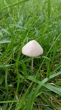 Conocybe apala image