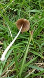 Conocybe apala image
